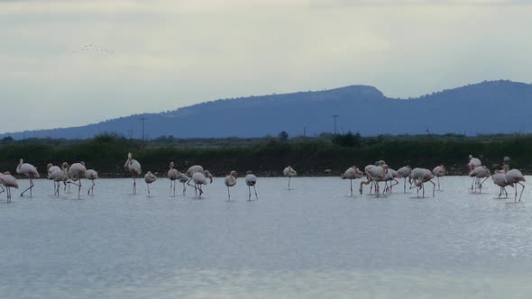 Flamingos in a lake at Ethniko Parko Limnothalasson  alt