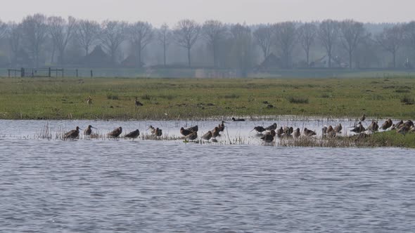 Black-tailed godwits forage in the polder of Eemnes in the Netherlands alt