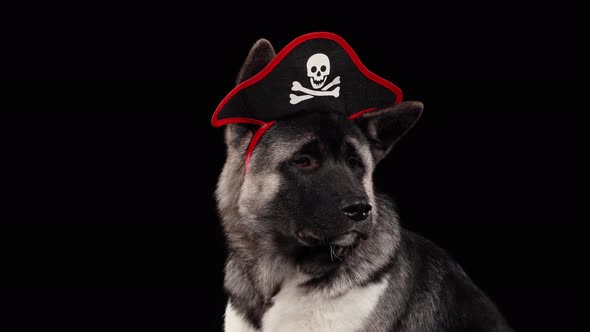 Close Up of American Akita Dog Muzzle in Studio on Black Background. On the Head of the Dog Is alt