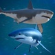 Shark Swimming 2 different color versions - VideoHive Item for Sale