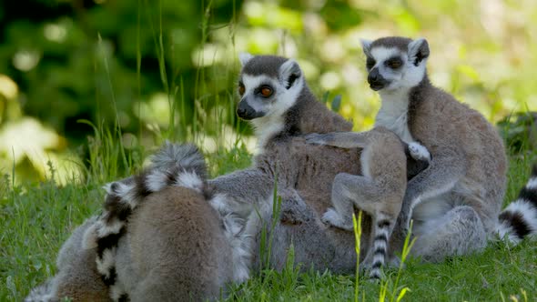 Cute lemur family with parents and kids resting on green meadow during sunlight - close up of happy alt