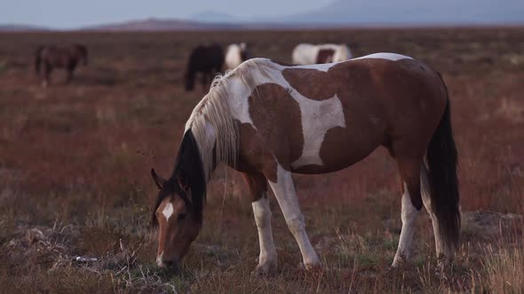 Wild horse grazing in the Utah desert at dusk alt