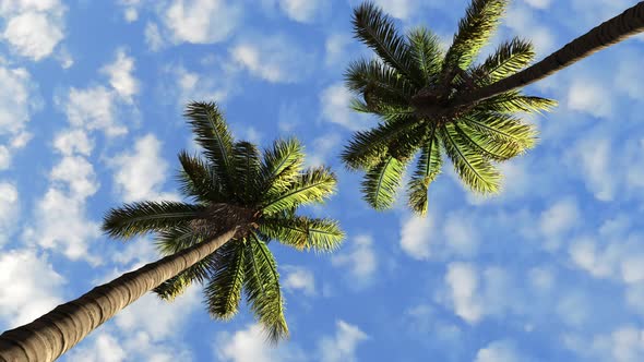 The movement of clouds against the background of two tall palms.