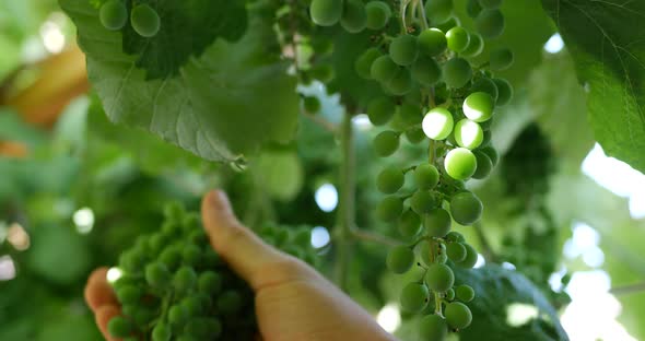 The hands of a winemaker checking the grape vine to see how the crop is growing on a vineyard. alt