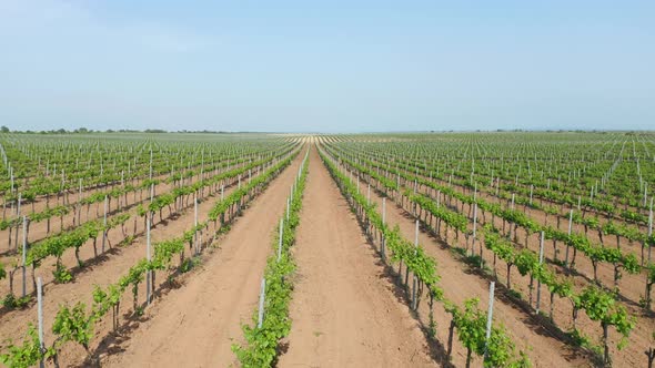 Green Vineyard Meadow