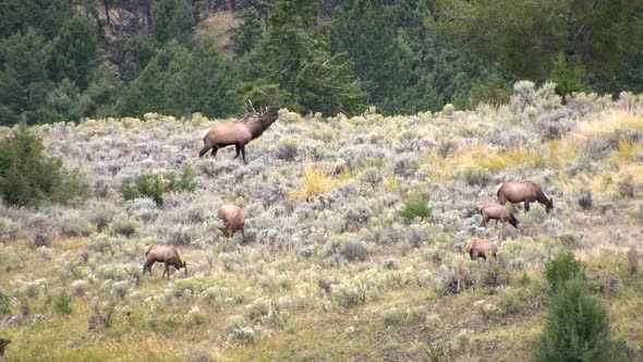 Bull and Cow elk grazing on hillside alt
