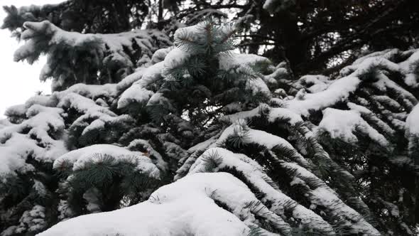 Large Blue Spruce Covered with White Snow in Winter