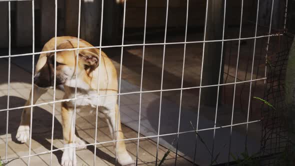 Abandoned dog locked up in a shelter alt