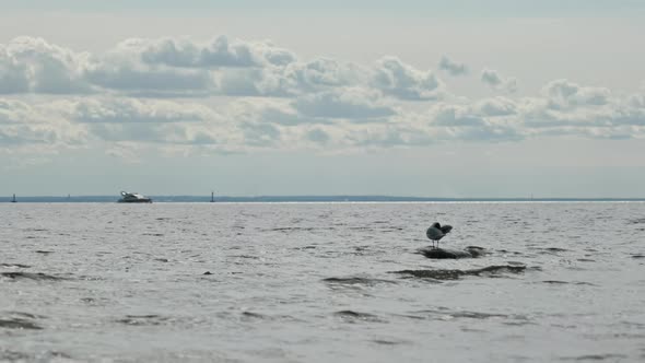 bird on a stone in the water