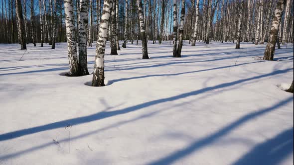 Sunny day in winter forest