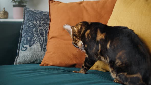 Bengal Cat Licking Paw Sitting on Sofa in Living Room alt
