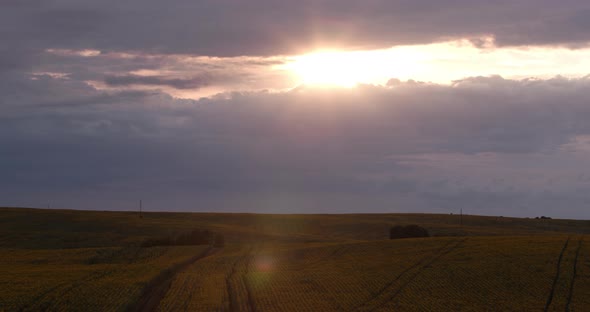 Clouds Thickened Over The Sunflower Field alt