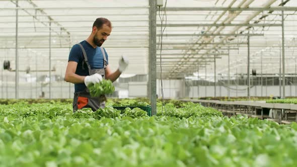 Farm Worker Harvesting Organic Green Salad in a Box alt