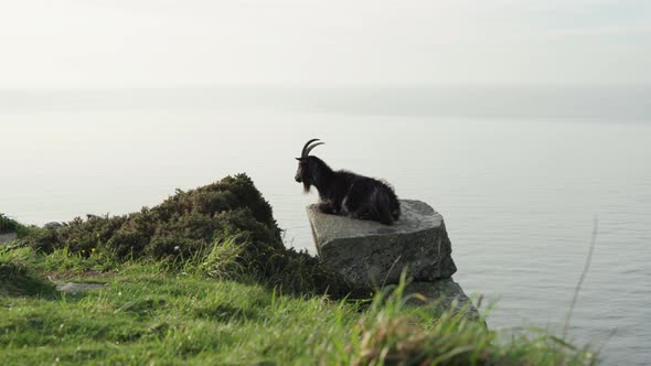 A Black Feral Goat Resting On The Rock At The Valley Of Rocks In Lynton, UK. Calm Misty Sea In The B alt