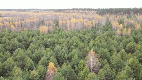Nature of Ukraine  Forest Landscape Aerial View alt