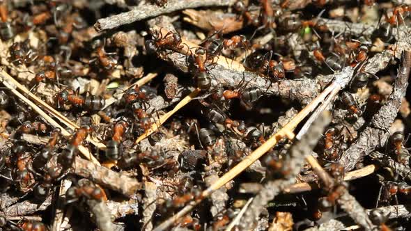 Ants Colony In The Forest