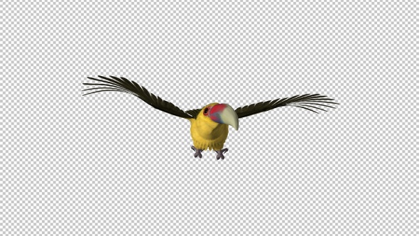 Toucan Bird - III - Saffron Aracari - Flying Loop - Front View