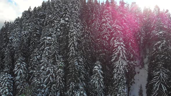 Christmas Trees in the Snow