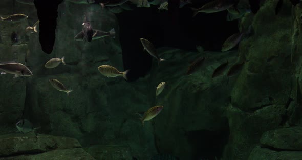 VideoHive Aquarium Fish 20402101 VideoHive Aquarium Fish 20402101