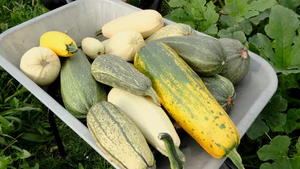 wheelbarrow cart full of Zucchini. Working in the field