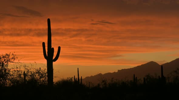 Saguaro National Park. Silhouette of giant saguaro cactus against fire red sky alt