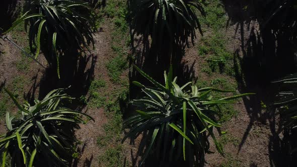 Aerial flyover dragon fruit agricultural farm field plantation, panning up reveal alt