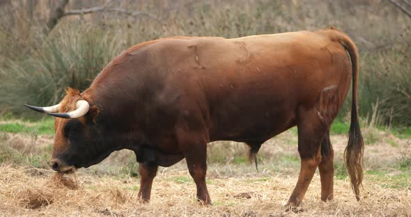 Spanish fighting bulls in the fields, Camargue, France alt