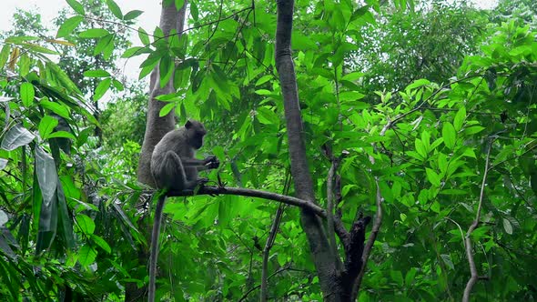 Longtailed Macaque Eating on a Tree in the Jungle Thailand