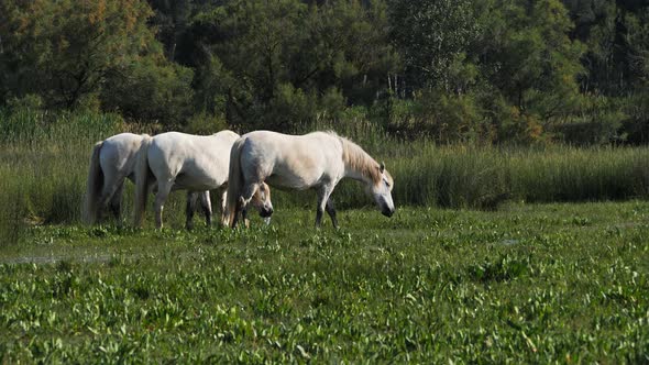 White Camargue horses, Camargue, France alt