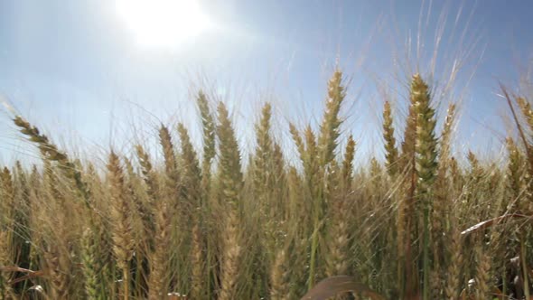 Detail Pan Shot in Wheat Field