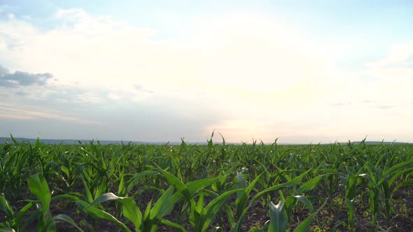 Corn Plantation Agriculture alt