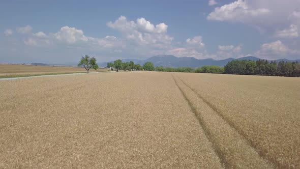 Wheat Field in Rural Countryside in Sunny Summer Day alt