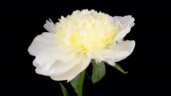 Time Lapse of Opening Beautiful White Peony Flowers alt