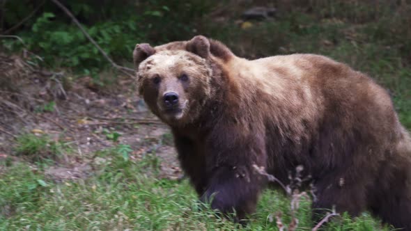 Brown bear in the forest. Kamchatka bear (Ursus arctos beringianus)