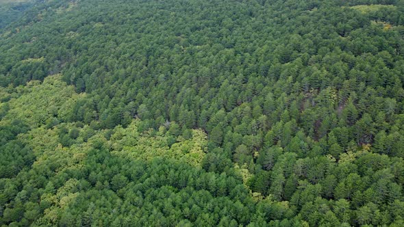 A view from above of landscape with different colors of green forests