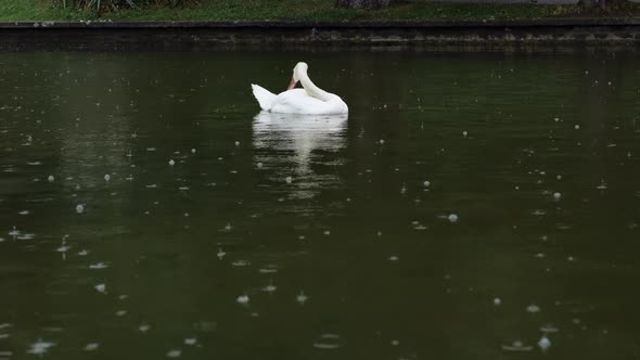 Swan in Lake with Rain Weather