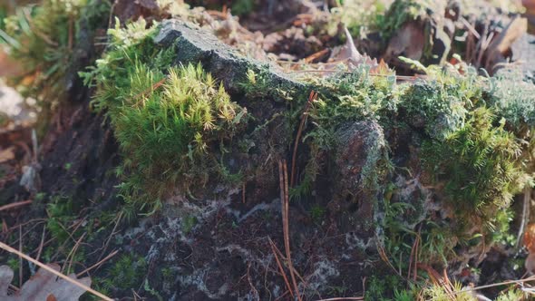 Plants That Grew on an Old Stump