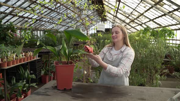 Young Woman Wipes the Large Leaves of the Plant with Damp Cloth