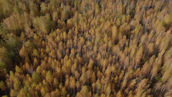 Autumn yellow forest in Ural