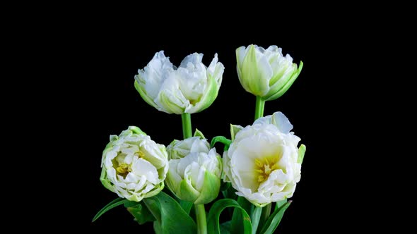 Timelapse Bouquet of White Tulips on a Black Background alt