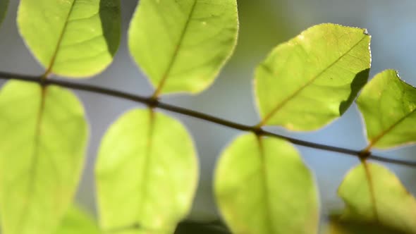 Autumn leaves on the branches of a tree. alt
