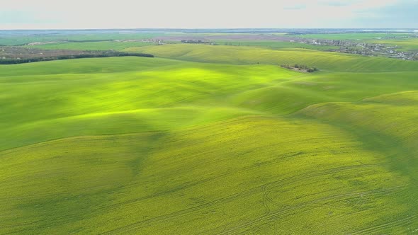 View of Spring Fields with Rapeseed and Wheat