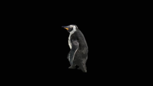 Penguin Dancing HD alt