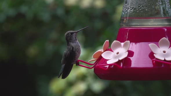 Ana's hummingbird in slow motion alt