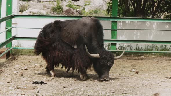 A huge steppe cow. Large horned livestock. Farming. Artiodactyls eat hay at the zoo. alt