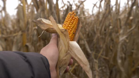 Farmer is holding corn ear on a field