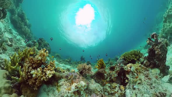 The Underwater World of a Coral Reef. Panglao, Philippines. alt