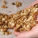Woman Pours Walnut Kernels Out Of The Palms - VideoHive Item for Sale