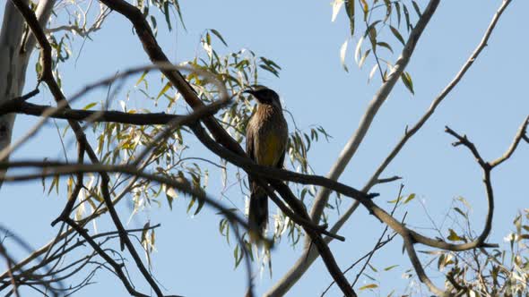 Australian Wattlebird singing on a gum tree. Perched on a branch along the Barwon River Geelong. alt
