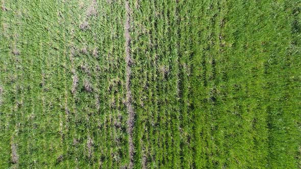Drone View Over the Fields of Winter Wheat Taking Off Moving Up From the Field